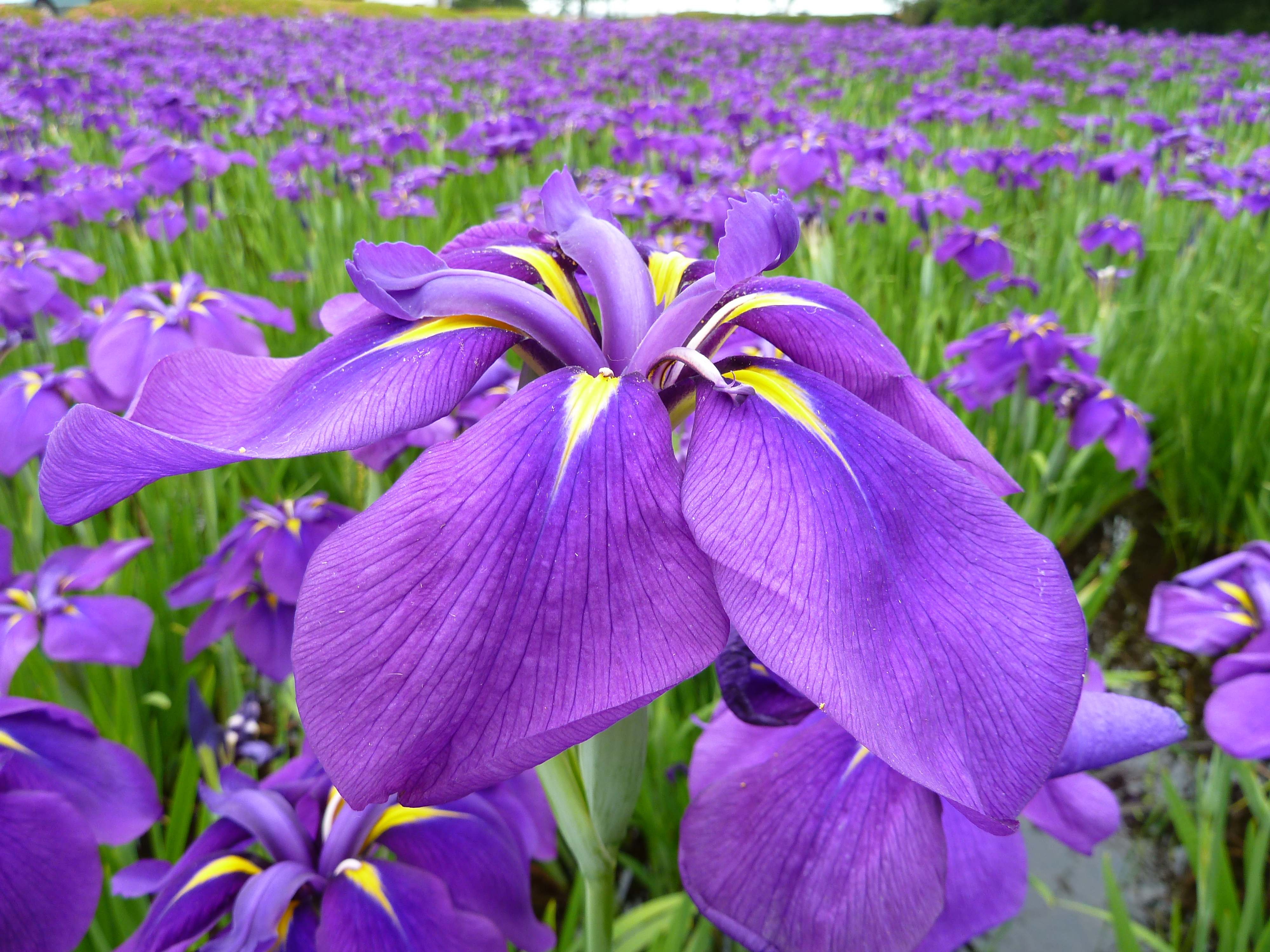 flower-image